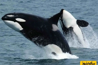 (ویدئو) مستند حیات وحش حیوانات/ تعقیب هولناک پنگوئن توسط نهنگ‌های قاتل