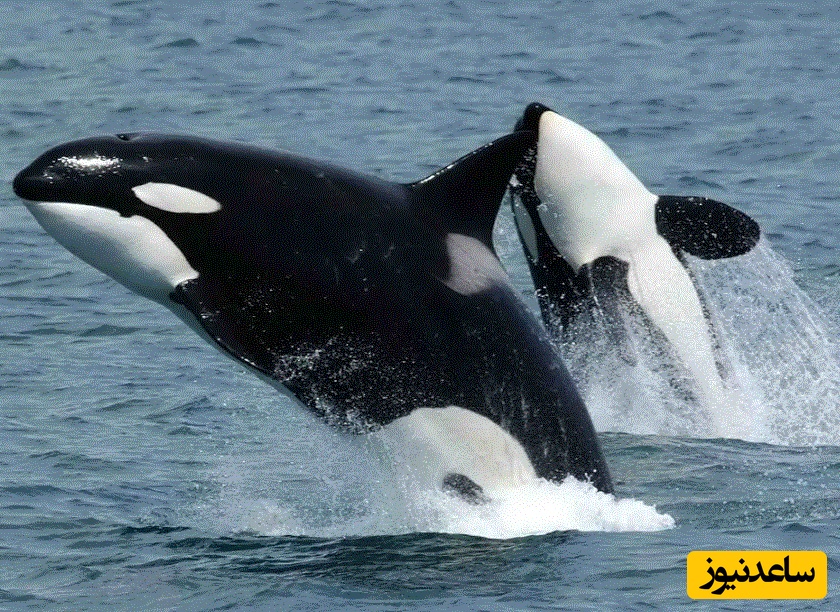 (ویدئو) مستند حیات وحش حیوانات/ تعقیب هولناک پنگوئن توسط نهنگ‌های قاتل