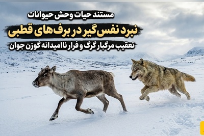 (ویدئو) مستند حیات وحش حیوانات/ نبرد نفس‌گیر در برف‌های قطبی؛ تعقیب مرگبار گرگ و فرار ناامیدانه گوزن جوان