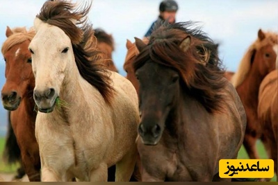 (ویدئو) اسبچه خزری؛ میراث زنده 5000 ساله ایران که شاهان باستان سوار می‌شدند