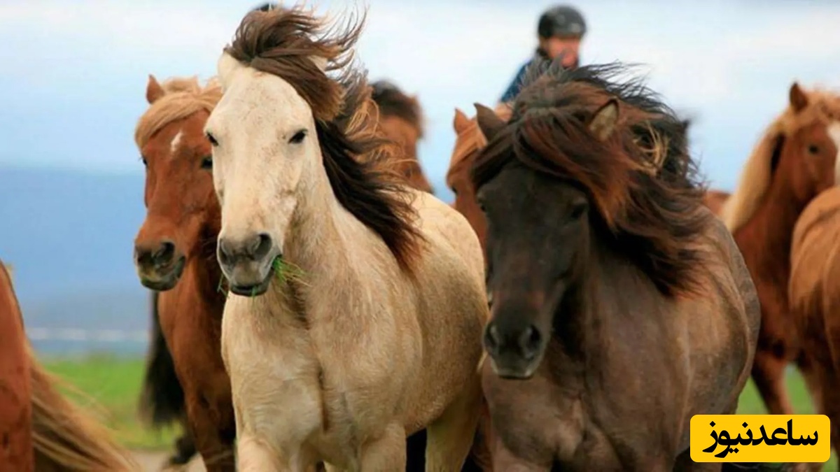 (ویدئو) اسبچه خزری؛ میراث زنده 5000 ساله ایران که شاهان باستان سوار می‌شدند