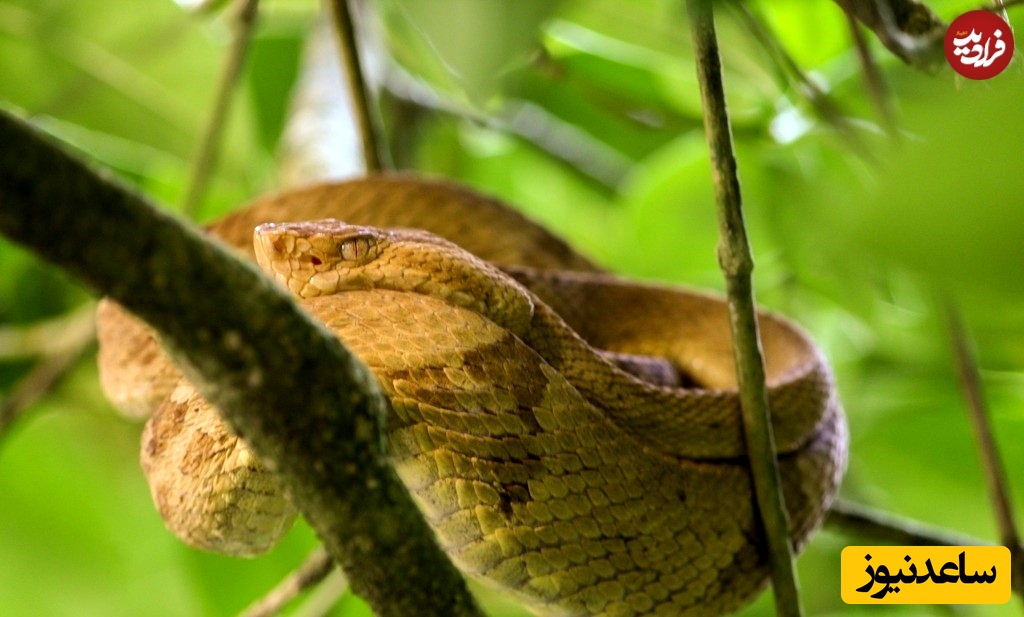 افعی سرنیزه‌ای زرین 