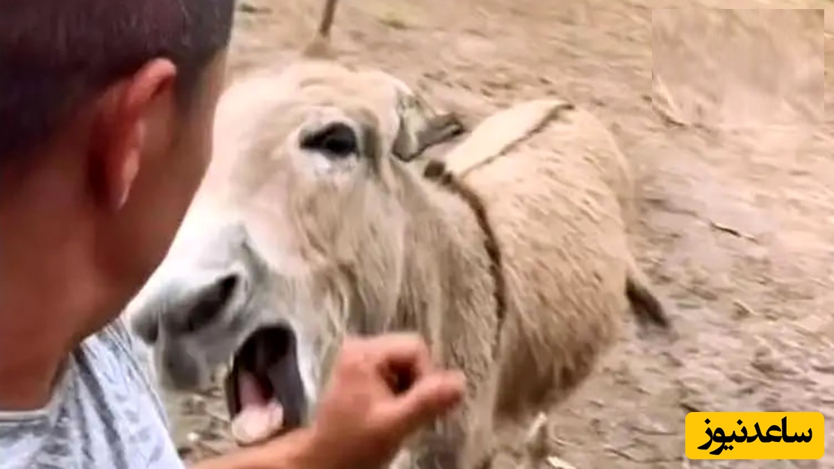 خر عصبانی/ لحظه‌ ای که دست مرد را گاز گرفت + فیلم