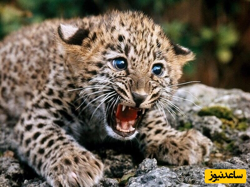 (ویدیو) لحظه‌ای بی‌نظیر در حیات‌وحش/ یک یوزپلنگ مادر پنج توله شد