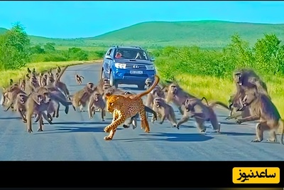 (ویدئو) مستند حیات وحش؛ ماجرای امروز راز بقا: حمله ناگهانی پلنگ به گله بابون‌ها و پایان غافلگیرکننده آن
