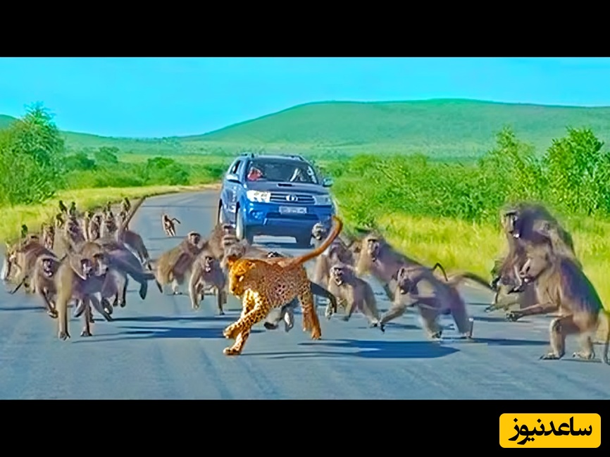 (ویدئو) مستند حیات وحش؛ ماجرای امروز راز بقا: حمله ناگهانی پلنگ به گله بابون‌ها و پایان غافلگیرکننده آن
