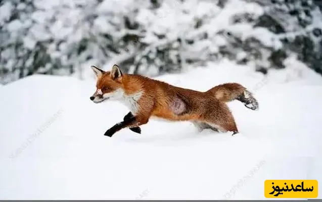 (ویدئو) مستند حیات وحش حیوانات/ راز شکار دقیق روباه‌های قرمز از زیر برف+ ویدئو