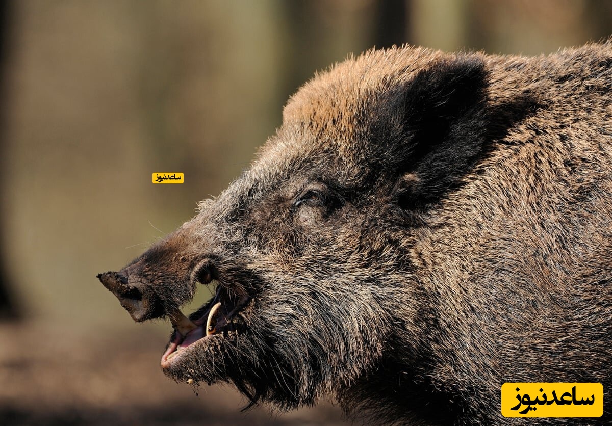 حمله عجیب و خطرناک گراز وحشی به ورزشکاران پیست اسکی+فیلم