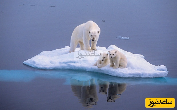 (ویدئو) باورنکردنی ترین منظره در قطب شمال؛ راه رفتن خرس قطبی رو دریای خروشان