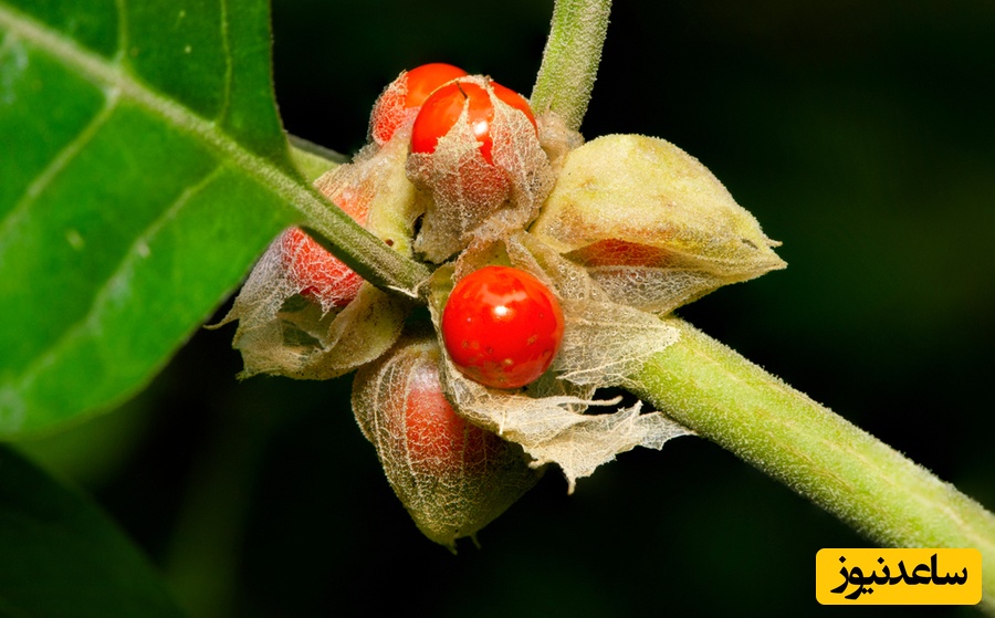 آشواگاندا (Ashwagandha)