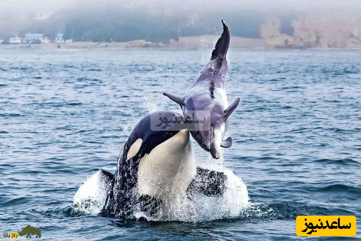 (ویدیو) مستند حیات وحش/ وقتی نهنگ‌ها و دلفین‌ها متحد می‌شوند؛ شکار مشترک در سواحل بریتیش کلمبیا