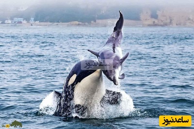 (ویدیو) مستند حیات وحش/ وقتی نهنگ‌ها و دلفین‌ها متحد می‌شوند؛ شکار مشترک در سواحل بریتیش کلمبیا