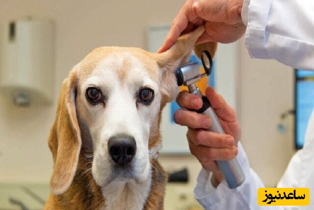 دانلود رایگان دفترچه سوالات و پاسخنامه آزمون کارشناسی ارشد انگل‌شناسی دامپزشکی از سال 94 تا 96