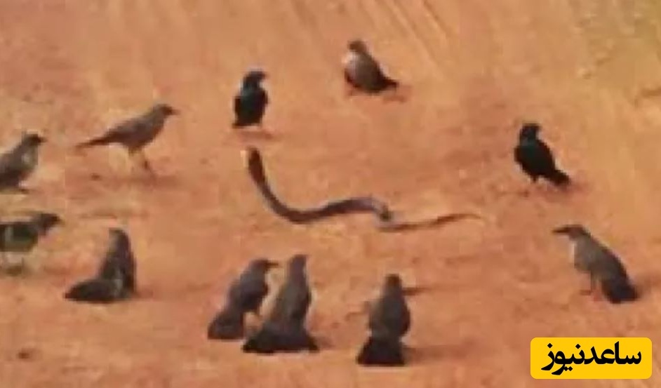 (ویدئو) حیات وحش ؛ مستند حیات وحش حیوانات/ اتحاد پرنده های خشمگین برای کشتن مار بخت برگشته!