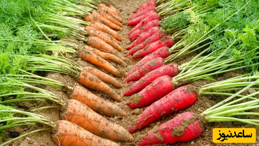 گنج طلای میلیاردی از باغ هویج بیرون آمد