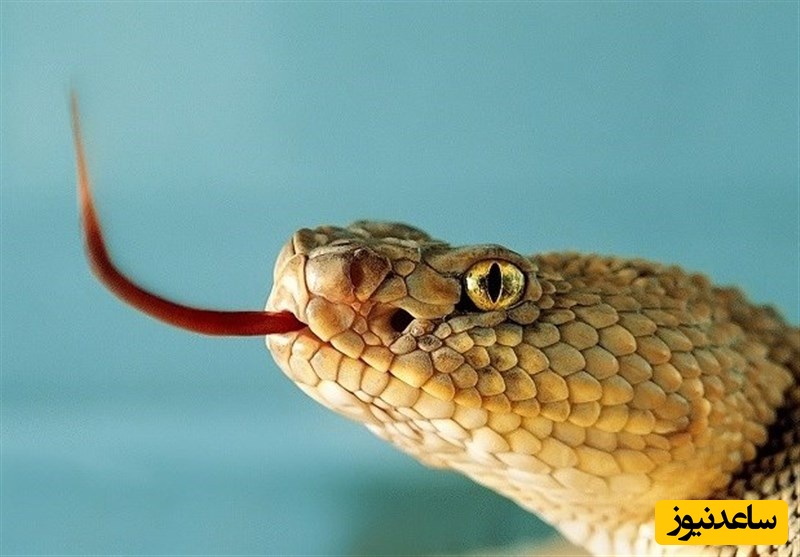 همزیستی حیرت آور مار خطرناک با یک گوسفند + فیلم