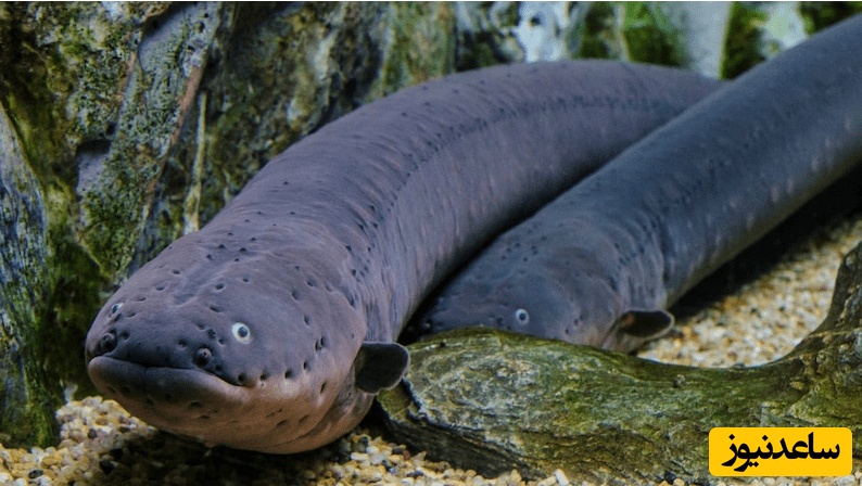 ویدئوی حیات وحش روز؛ این ماجرای راز بقا: مارماهی الکتریکی، موجودی از دل آمازون که با 4 برابر برق خانگی طعمه را شکنجه می‌کند!