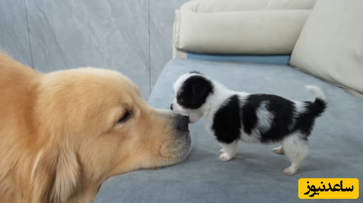 فیلم خنده‌دار لحظات حمله بامزه توله سگ ناز به سگ غول پیکر