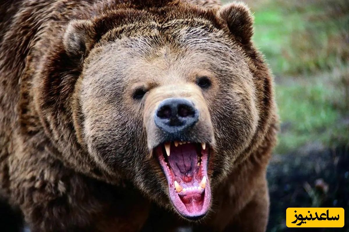 لحظات سرنوشت ساز در دل جنگل /یورش ناگهانی خرس گریزلی به یک زن، نفس‌ها را در سینه حبس می‌کند/فقط چند ثانیه با مرگ فاصله داشت
