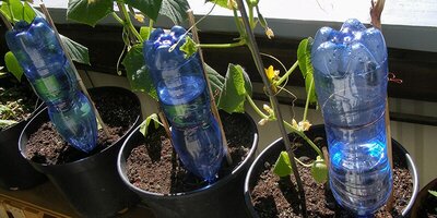 روش‌های خلاقانه و کاربردی برای آبرسانی به گیاهان در هنگام سفر