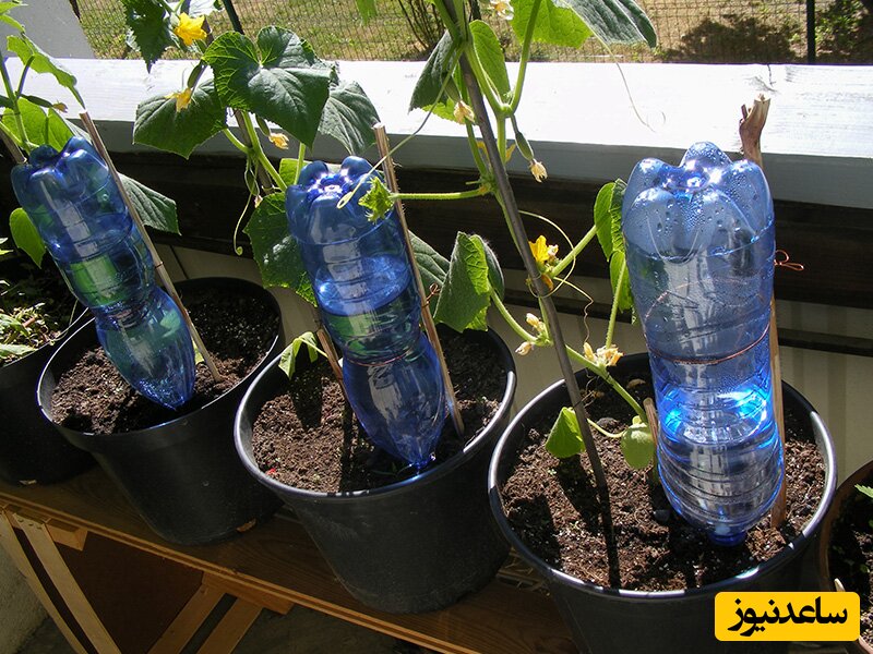 روش‌های خلاقانه و کاربردی برای آبرسانی به گیاهان در هنگام سفر