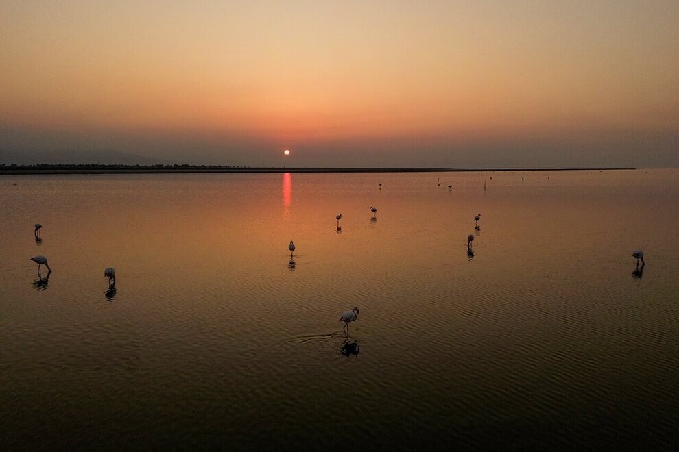 فلامینگو ها در شب