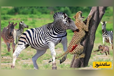 (ویدیو) مستند حیات وحش/ حمله وحشیانه و برق‌آسای پلنگ و دفاع جانانه گورخر از فرزندش