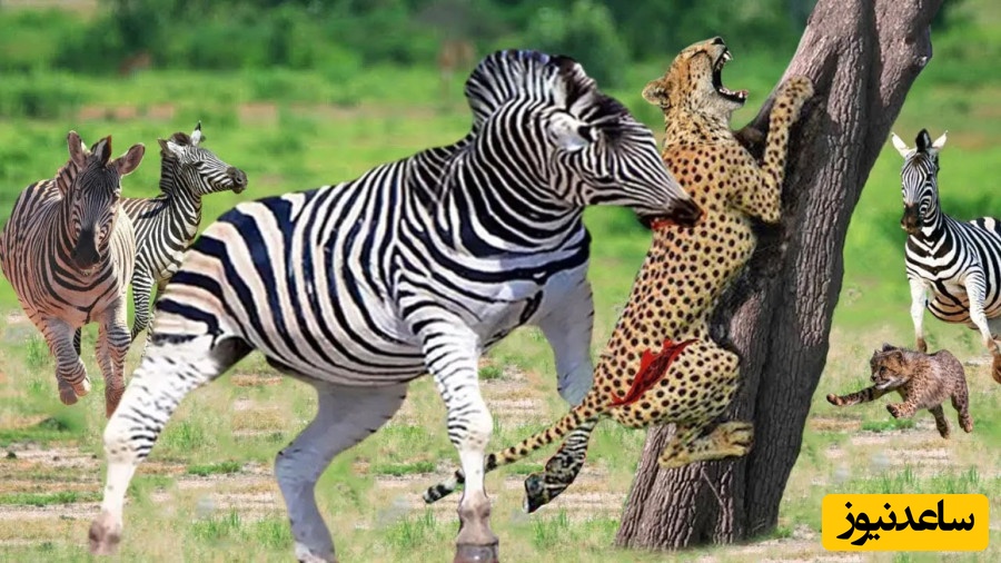 (ویدیو) مستند حیات وحش/ حمله وحشیانه و برق‌آسای پلنگ و دفاع جانانه گورخر از فرزندش