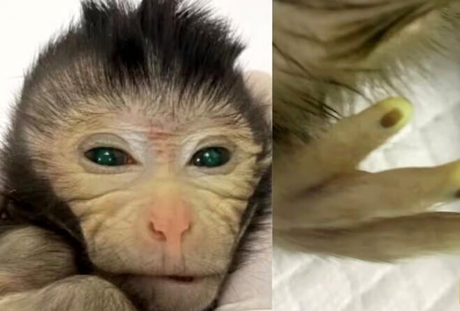 میمون چشم رنگی
