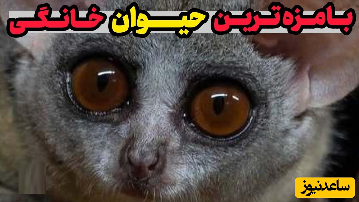 بامزه ترین حیوانات خانگی که تا به حال دیدین+ ویدئو