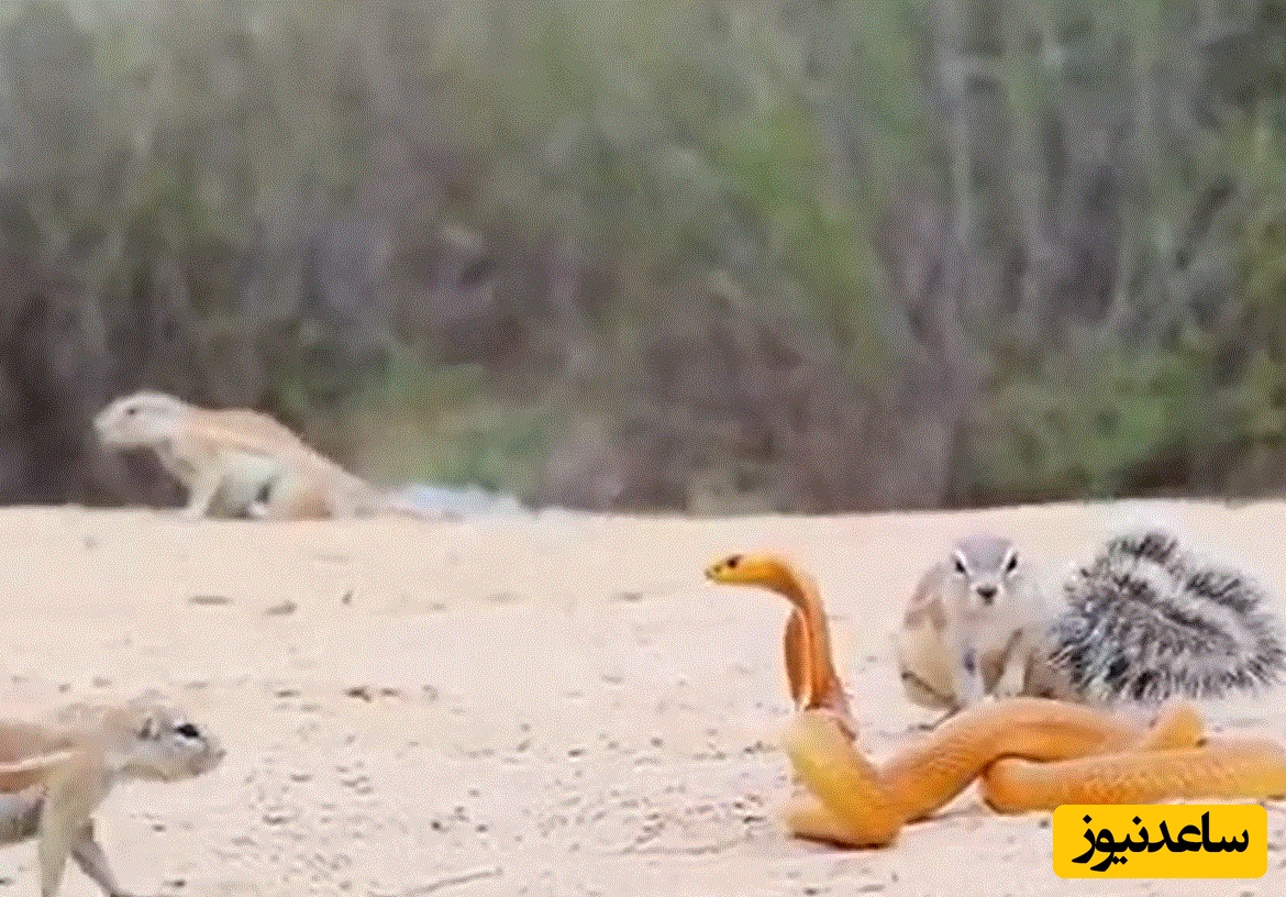 (ویدئو) حیات وحش ؛ مستند حیات وحش حیوانات/  نبرد نفس گیر 7 سنجاب و خدنگ با یک مار کبرا