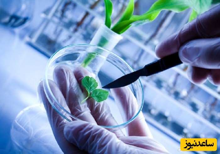 منابع و دروس رشته بیوتکنولوژی کشاورزی و ضرایب آن در مقطع کارشناسی ارشد