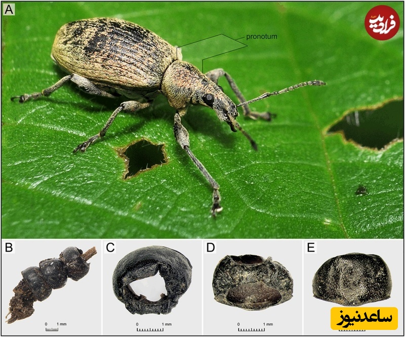 تصویر بالا نوع سوسکی را نشان می‌دهد که در ساخت این گردنبند از پوست آن استفاده شده؛ تصاویر پایین مهره‌های سوسکی گردنبند 2500 ساله را نشان می‌دهند.
