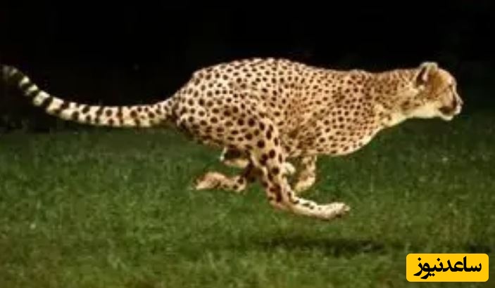 حیات وحش ؛ مستند حیات وحش حیوانات/   تعقیب نفس‌گیر گوزن یالدار توسط یوزپلنگ‌