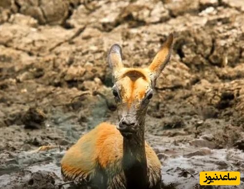 (ویدئو) حیات وحش ؛ مستند حیات وحش حیوانات/ شیرهای بی‌رحم آهوی گرفتار در باتلاق را کشتند