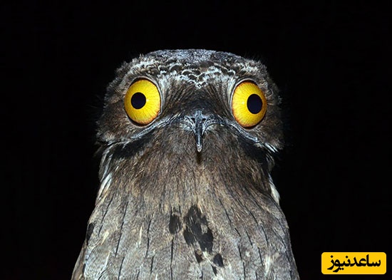 (عکس) پرندگان عجیبی که نمیشه بهشون نخندید / چه ژستی هم جلو دوربین گرفتن انگار ملکه زیبایی هستن😂