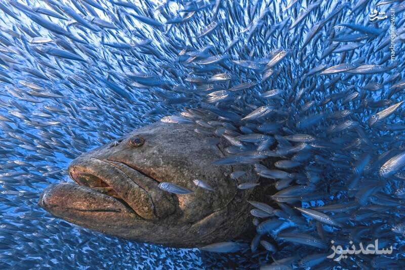 این ماهی غول پیکر ترسناک در خشکی هم زنده میماند+عکس