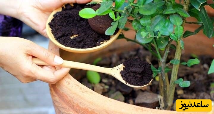 کود خانگی برای گل و گیاه فقط با مصرف قرص ال دی/ معتادش کن به قرص ال دی یه ماه دیگه نمیتونی بشناسیش انقد بزرگ شده+ ویدیو