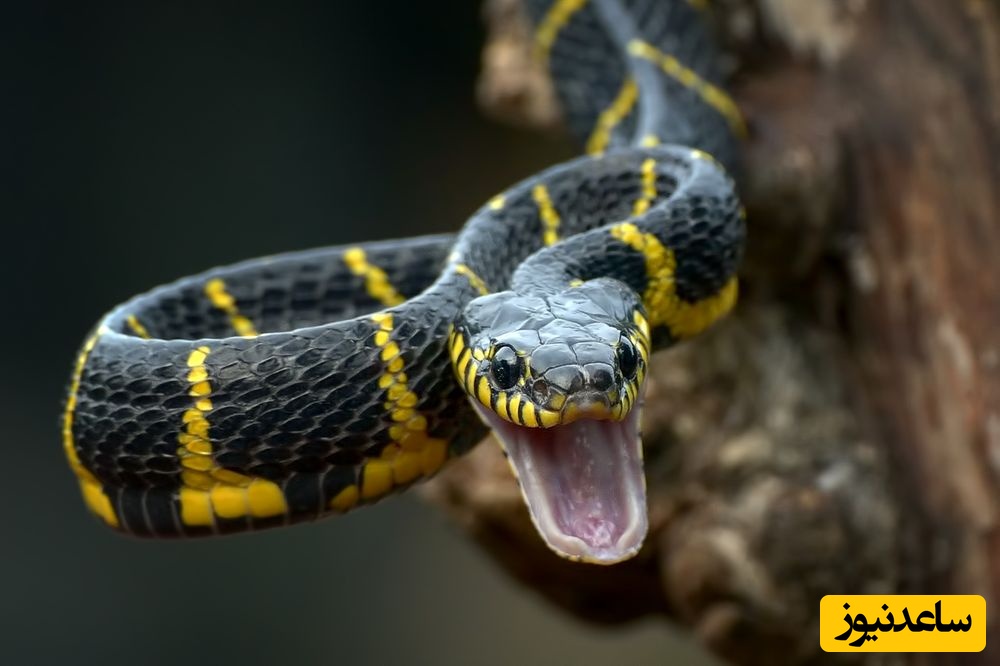 (ویدیو) مار خاکستری در لحظه‌ای وحشتناک در حال بلعیدن پرنده مقلد/ یک جنگ وحشیانه در دل طبیعت جایی که بقا تنها به سرعت و قدرت بستگی دارد!