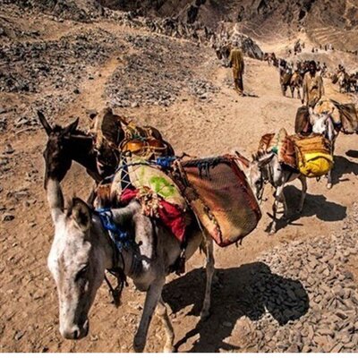 ماجرای کشتار صدها الاغ در سیستان و بلوچستان چیست؟