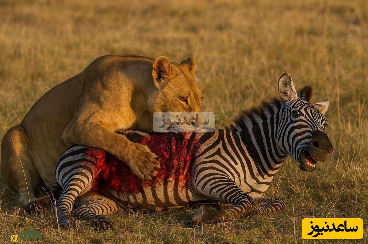 لحظه نفس‌گیر و غیرقابل باور فرار گورخر از شکار شیر ماده/ نجاتی که شکارچی را زمین‌گیر کرد! +ویدیو
