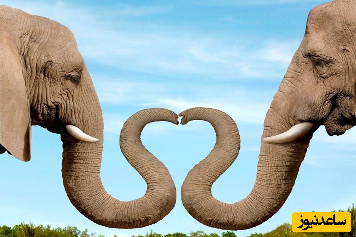 هیچوقت یک فیل رو عصبانی نکنید/هشدار این ویدئو حاوی صحنه هایی دلخراش و آزار دهنده است!