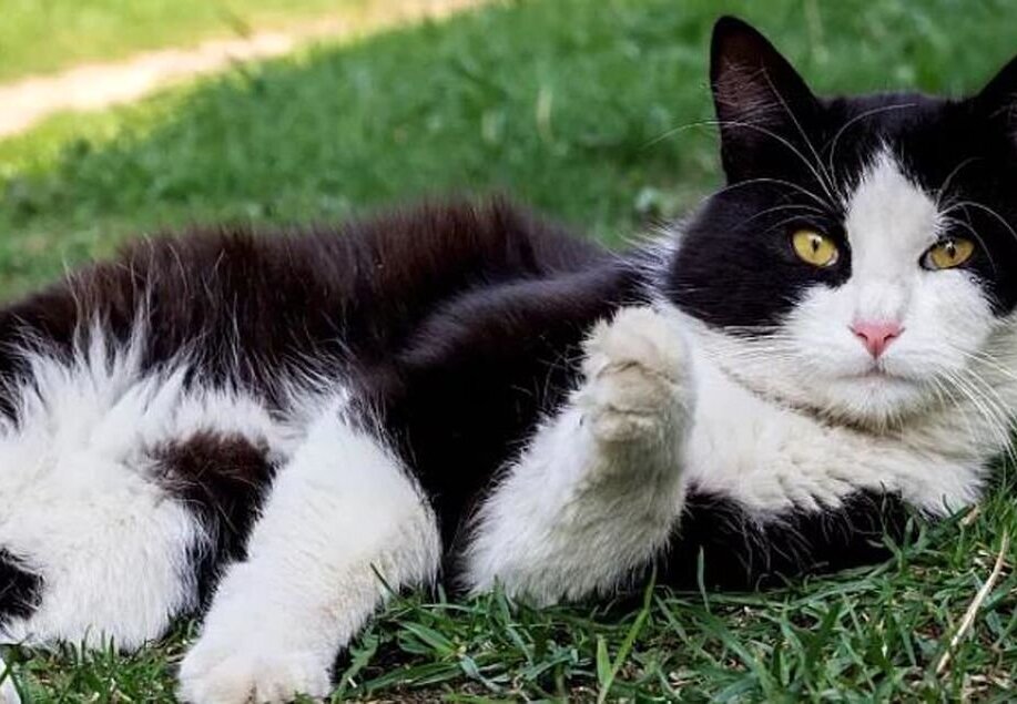 گربه گم‌شده 1000 کیلومتر از فرانسه تا آلمان را برای پیدا کردن صاحبش طی کرد