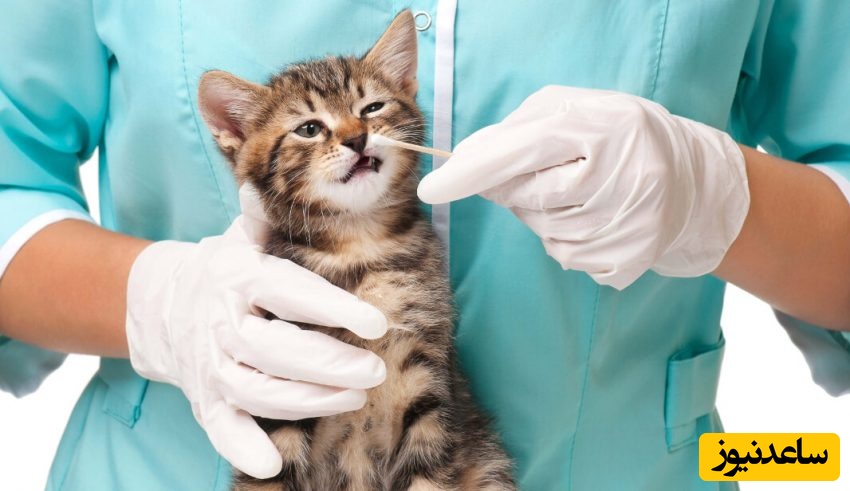 دانلود رایگان نمونه سوالات کنکور دکتری رشته بافت‌شناسی مقایسه‌ای سال 1401