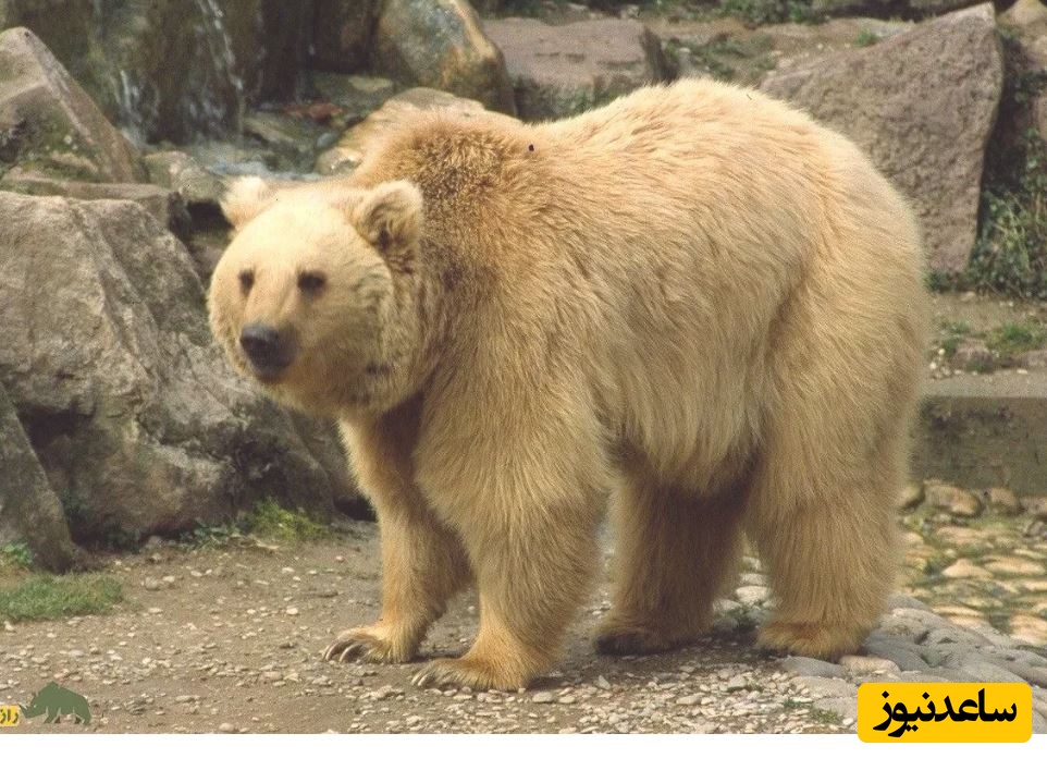 لحظه عجیب ​سیلی محکم یک خرس ساوالان به صورت یک گردشگر زن