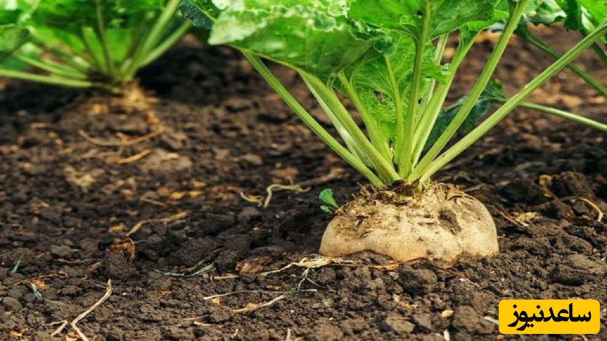 دیدن چغندر در خواب چه تعبیری دارد ؟ / تعبیر خواب چغندر