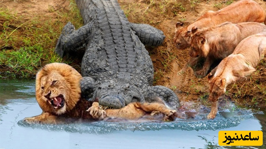 هر روز با مستندی دیدنی از حیات وحش حیوانات / نبرد نفسگیر و دلهره‌آور شیر و تمساح+فیلم