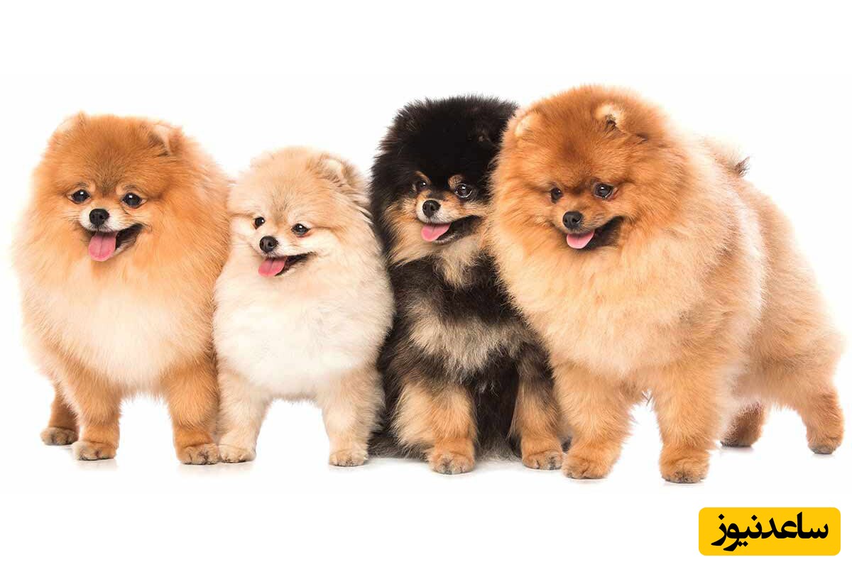 نژاد پامرانین