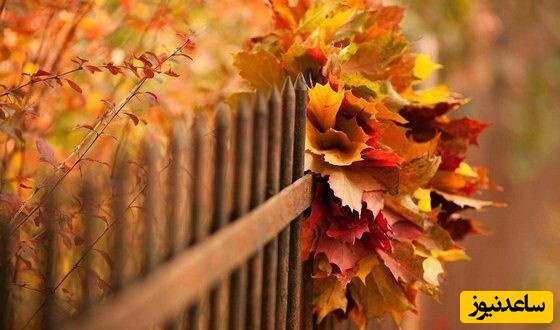ویدیوی خیره کننده‌ شمال لواسان/ این فقط یک زیبایی ساده نیست، با دیدنش برای رسیدن پاییز لحظه شماری می کنید