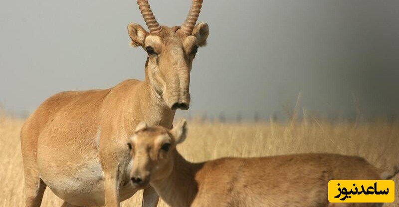 ظاهر عجیب کل سکایی 